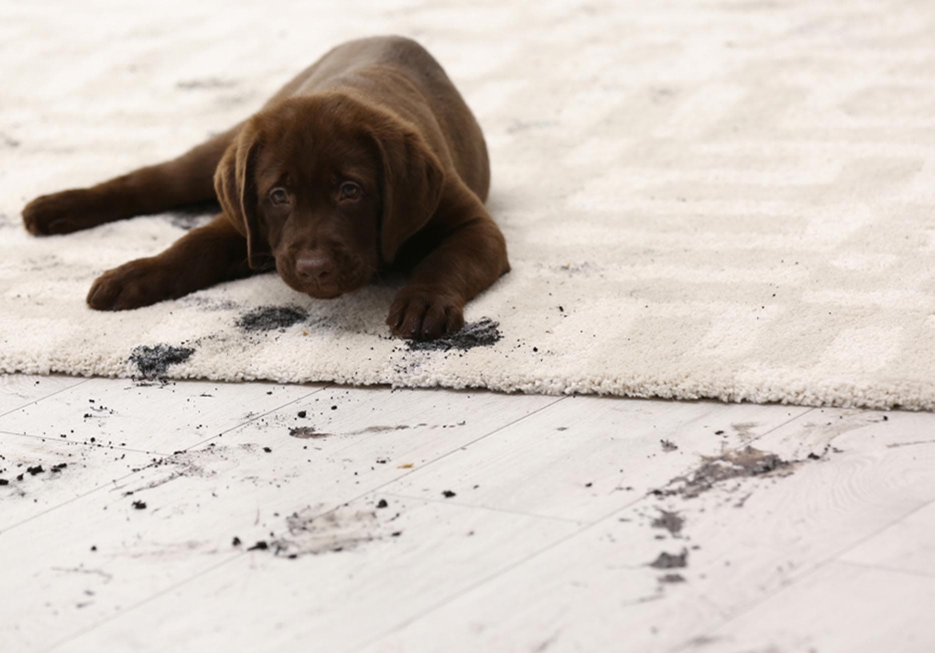 Pet Stain and Odour Removal