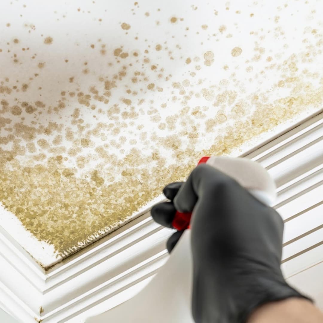 Odour and Mould Prevention